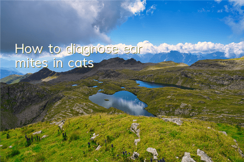 How to diagnose ear mites in cats