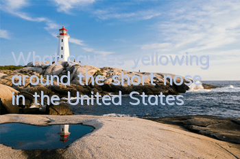 What causes yellowing around the short nose in the United States?