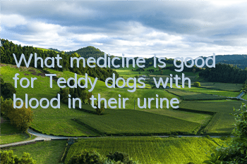 TWhat medicine is good for Teddy dogs with blood in their urine?