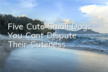 Five Cute Small Dogs, You Can’t Dispute Their Cuteness