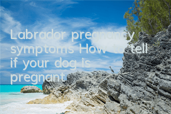 Labrador pregnancy symptoms: How to tell if your dog is pregnant