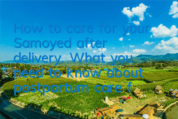 How to care for your Samoyed after delivery. What you need to know about postpartum care for your Samoyed