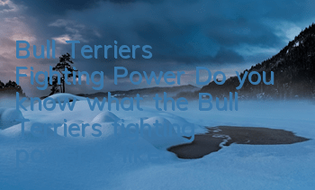 Bull Terrier’s Fighting Power Do you know what the Bull Terrier’s fighting power is like?