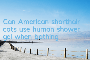 Can American shorthair cats use human shower gel when bathing?