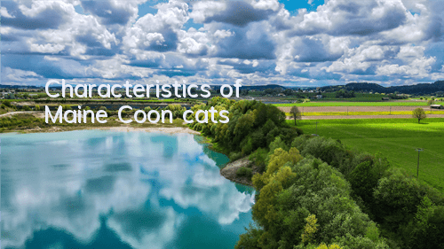 Characteristics of Maine Coon cats
