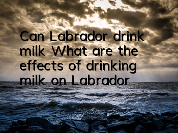 Can Labrador drink milk? What are the effects of drinking milk on Labrador?