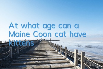 At what age can a Maine Coon cat have kittens?
