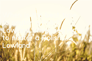 When is the best time to neuter a Polish Lowland Sheepdog? How to neuter a Polish Lowland Sheepdog?