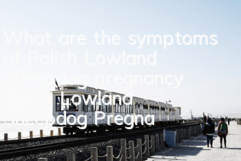 What are the symptoms of Polish Lowland Sheepdog pregnancy? Polish Lowland Sheepdog Pregnancy Care Tips