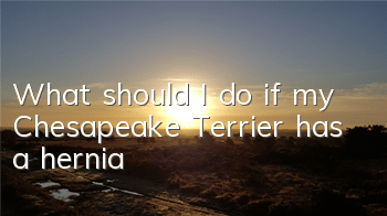 What should I do if my Chesapeake Terrier has a hernia?