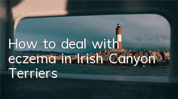 THow to deal with eczema in Irish Canyon Terriers