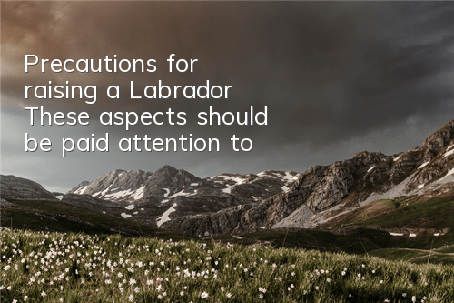 Precautions for raising a Labrador: These aspects should be paid attention to