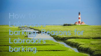 How to correct Labrador's barking. Reasons for Labrador's barking.