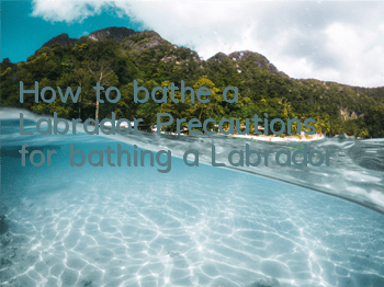 How to bathe a Labrador? Precautions for bathing a Labrador