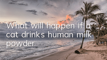 What will happen if a cat drinks human milk powder?