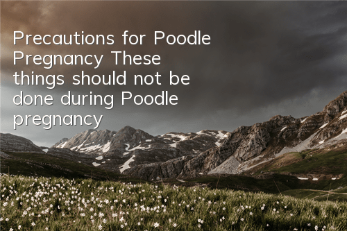 Precautions for Poodle Pregnancy: These things should not be done during Poodle pregnancy