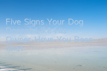 Five Signs Your Dog Doesn’t Like His Owner Have You Been Shot?