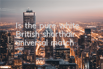 Is the pure white British shorthair universal match?