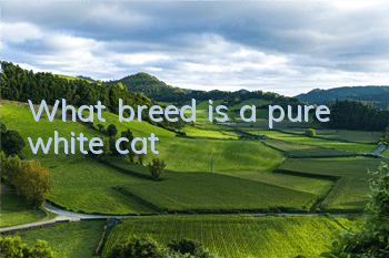 What breed is a pure white cat?