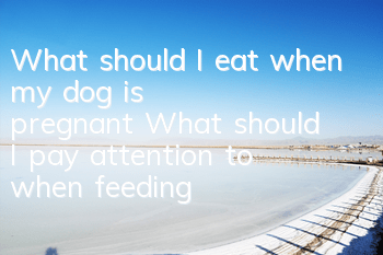 What should I eat when my dog ​​is pregnant? What should I pay attention to when feeding my dog ​​during pregnancy?