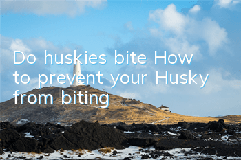 Do huskies bite? How to prevent your Husky from biting