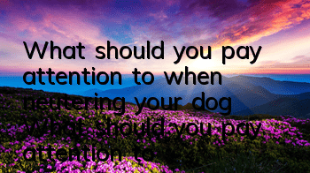 What should you pay attention to when neutering your dog? What should you pay attention to when neutering your dog?
