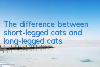 The difference between short-legged cats and long-legged cats