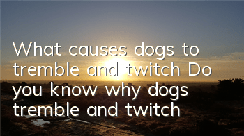 What causes dogs to tremble and twitch? Do you know why dogs tremble and twitch?