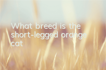 What breed is the short-legged orange cat?