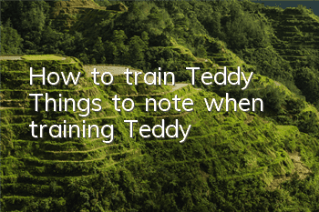 How to train Teddy? Things to note when training Teddy