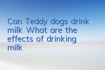 Can Teddy dogs drink milk? What are the effects of drinking milk?
