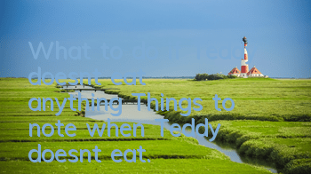 What to do if Teddy doesn’t eat anything? Things to note when Teddy doesn’t eat.