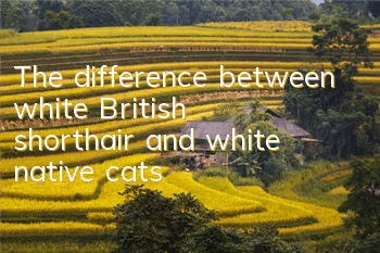 The difference between white British shorthair and white native cats