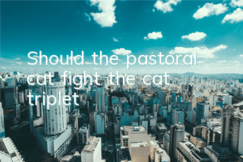 Should the pastoral cat fight the cat triplet?