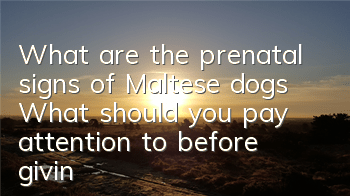 What are the prenatal signs of Maltese dogs? What should you pay attention to before giving birth to Maltese dogs?