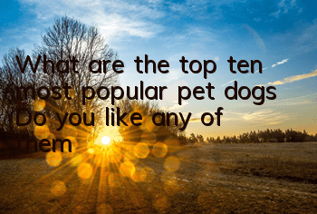 What are the top ten most popular pet dogs? Do you like any of them?