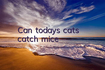 Can today's cats catch mice?