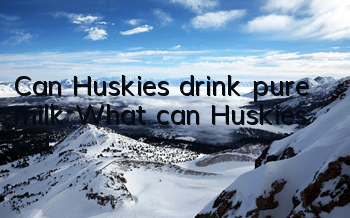 Can Huskies drink pure milk? What can Huskies eat?