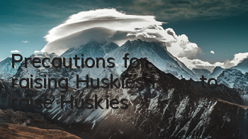 Precautions for raising Huskies How to raise Huskies