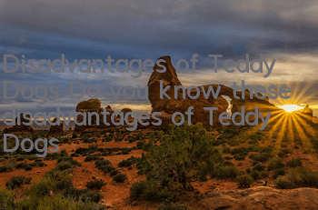 Disadvantages of Teddy Dogs Do you know these disadvantages of Teddy Dogs?