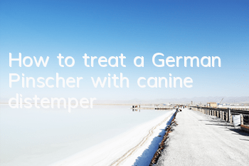 THow to treat a German Pinscher with canine distemper?