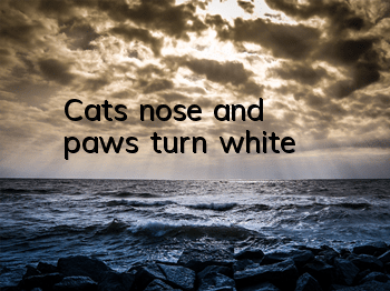 Cat's nose and paws turn white