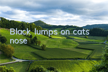 Black lumps on cat’s nose