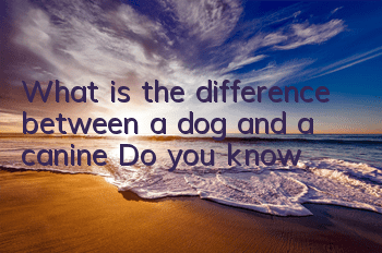 What is the difference between a dog and a canine? Do you know?