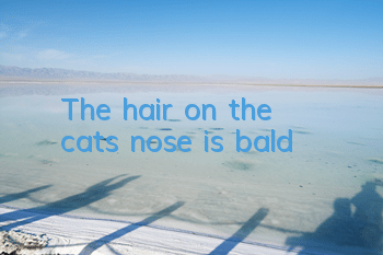 The hair on the cat’s nose is bald