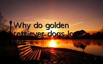 TWhy do golden retriever dogs lose hair?
