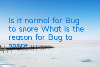 Is it normal for Bug to snore? What is the reason for Bug to snore?