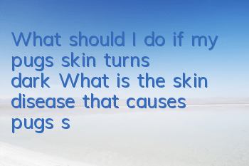 What should I do if my pug's skin turns dark? What is the skin disease that causes pug's skin to turn dark?