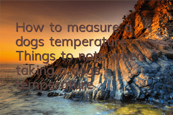 How to measure a dog’s temperature? Things to note when taking a dog’s temperature