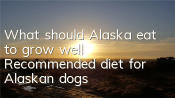 What should Alaska eat to grow well? Recommended diet for Alaskan dogs